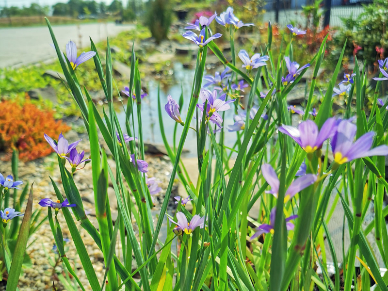 Sisyrinchium angustifolium - blaue Binsenlilie